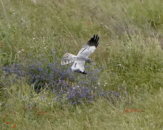 Montagu's harrier